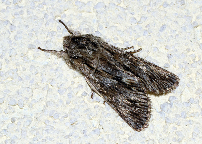 Noctuidae da determinare